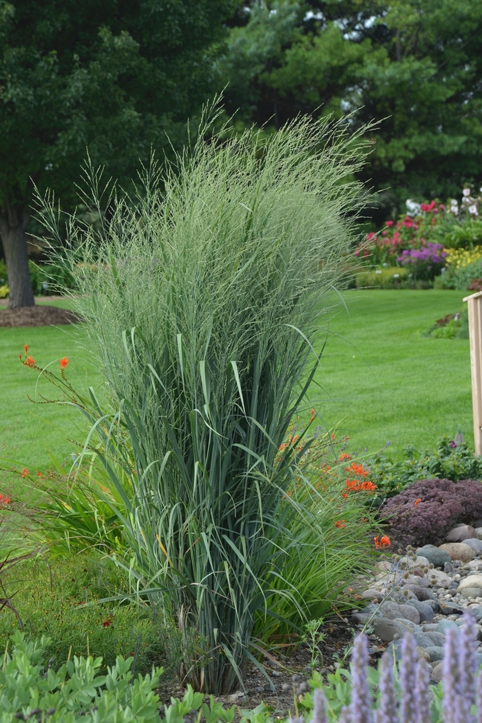 Prairie Winds® 'Totem Pole' - Panicum virgatum from E.C. Brown's Nursery