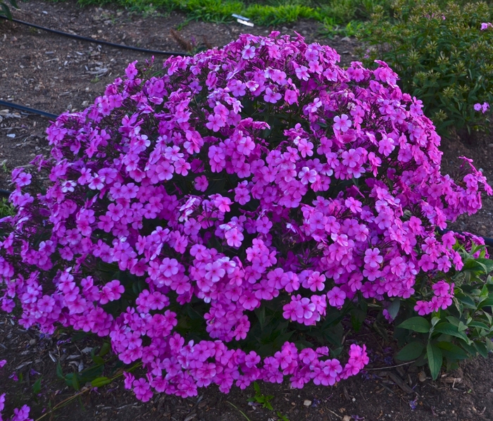 'Cloudburst' - Phlox hybrid from E.C. Brown's Nursery