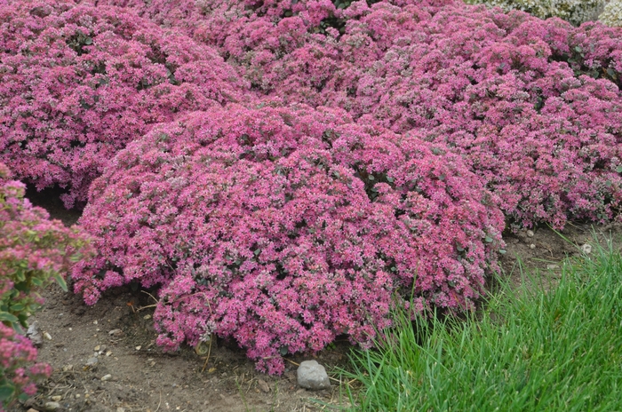 Rock 'N Grow® 'Popstar' - Sedum hybrid from E.C. Brown's Nursery Rock 'N Grow® 'Popstar' - Sedum hybrid from E.C. Brown's Nursery