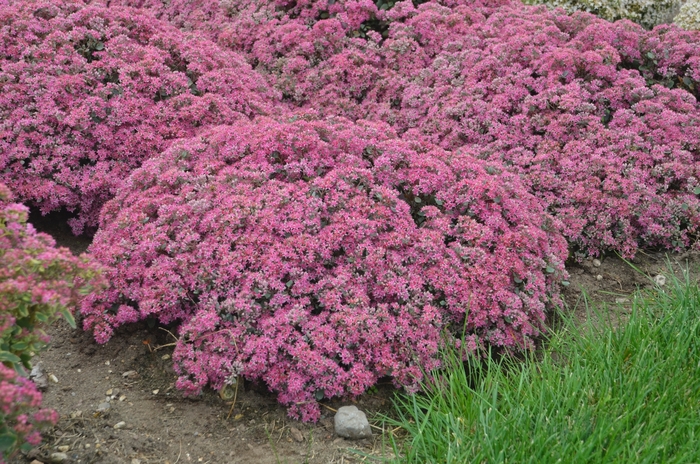 Rock 'N Grow® 'Popstar' - Sedum hybrid from E.C. Brown's Nursery