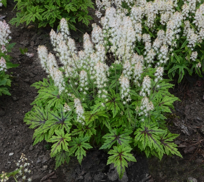 'Cutting Edge' Foamflower - Tiarella from E.C. Brown's Nursery