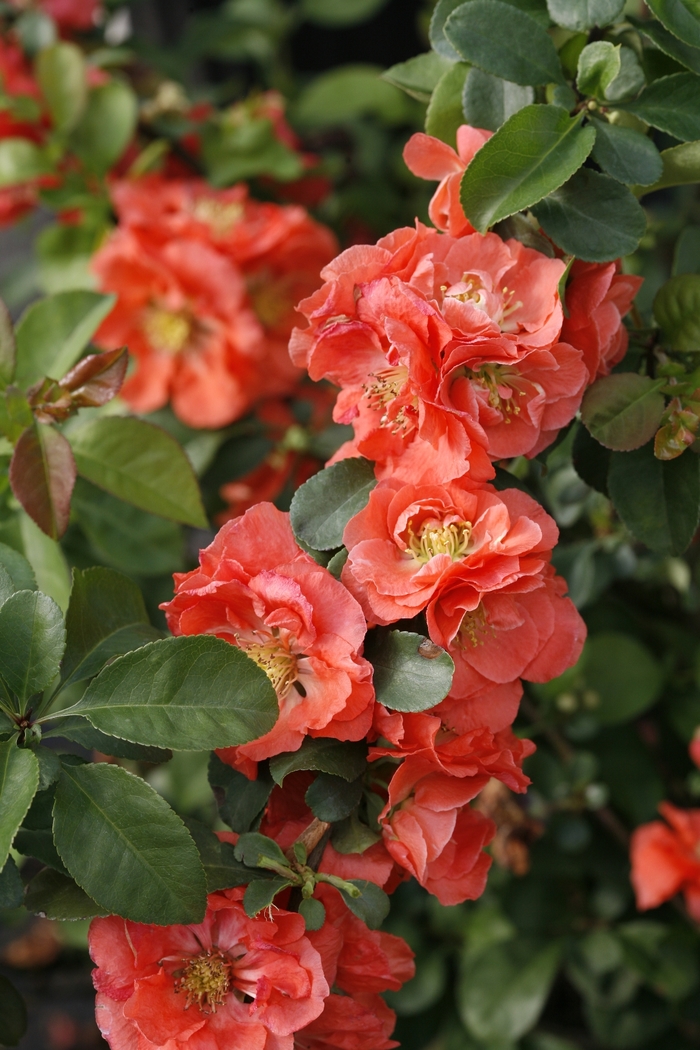 Double Take® Peach - Chaenomeles speciosa from E.C. Brown's Nursery