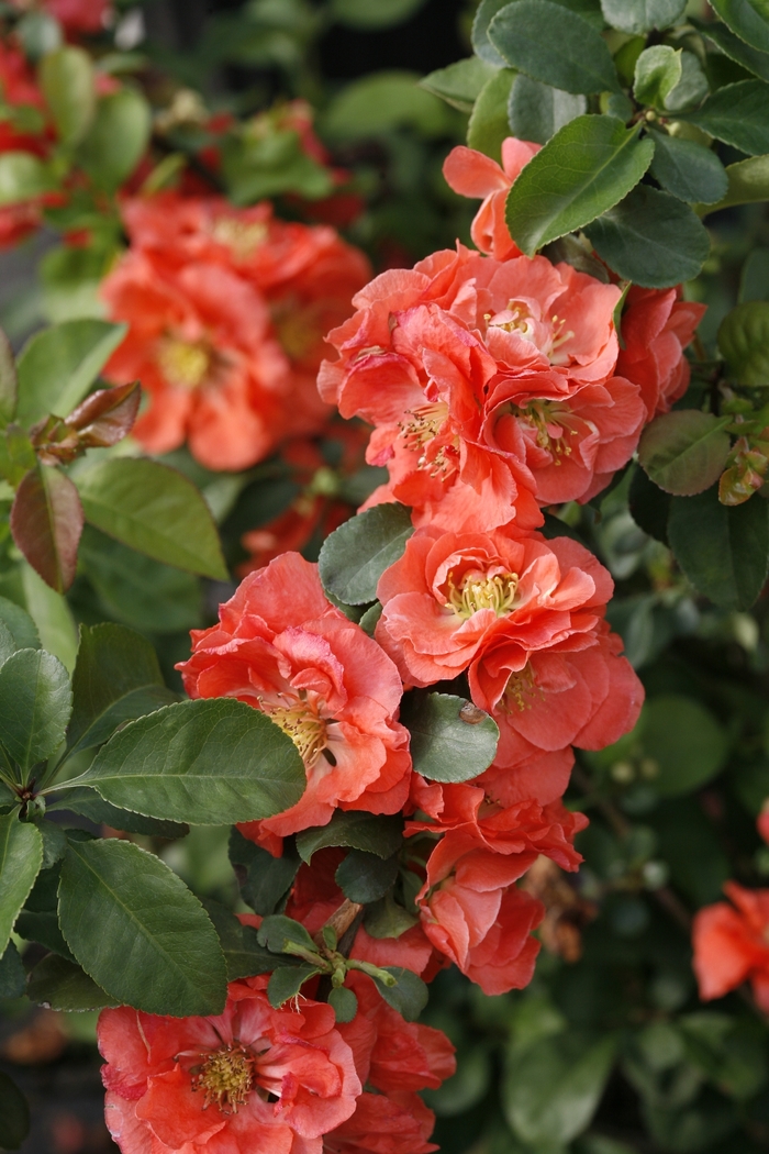 Double Take® Peach - Chaenomeles speciosa from E.C. Brown's Nursery