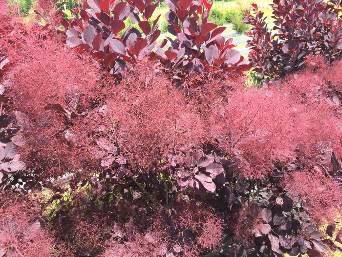 Winecraft Black® - Cotinus coggygria from E.C. Brown's Nursery Winecraft Black® - Cotinus coggygria from E.C. Brown's Nursery