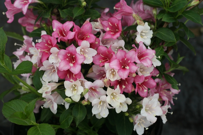 Czechmark Trilogy® Weigela - Weigela florida 'VUKOZGemini' PP28969 (Weigela) from E.C. Brown's Nursery Czechmark Trilogy® Weigela - Weigela florida 'VUKOZGemini' PP28969 (Weigela) from E.C. Brown's Nursery