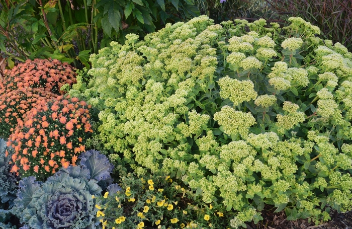 Rock 'N Grow® 'Lemonjade' - Sedum hybrid from E.C. Brown's Nursery Rock 'N Grow® 'Lemonjade' - Sedum hybrid from E.C. Brown's Nursery