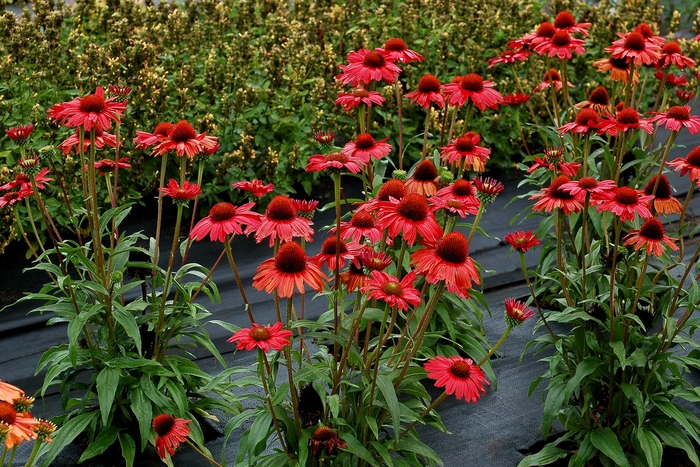 Coneflower - Echinacea 'Kismet Red' from E.C. Brown's Nursery