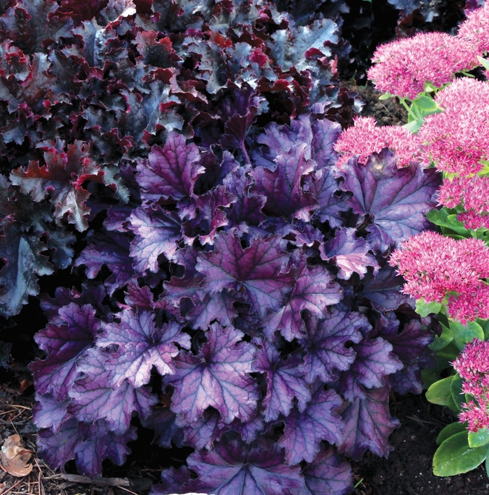 Coral Bells - Heuchera 'Forever Purple' from E.C. Brown's Nursery