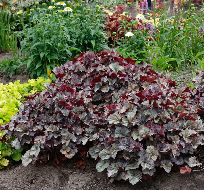 Coral Bells - Heuchera 'Northern Exposure Silver' from E.C. Brown's Nursery Coral Bells - Heuchera 'Northern Exposure Silver' from E.C. Brown's Nursery