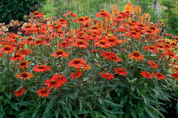 Coneflower - Echinacea 'Kismet Intense Orange' from E.C. Brown's Nursery