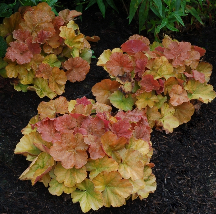 Coral Bells - Heuchera 'Northern Exposure Amber' from E.C. Brown's Nursery