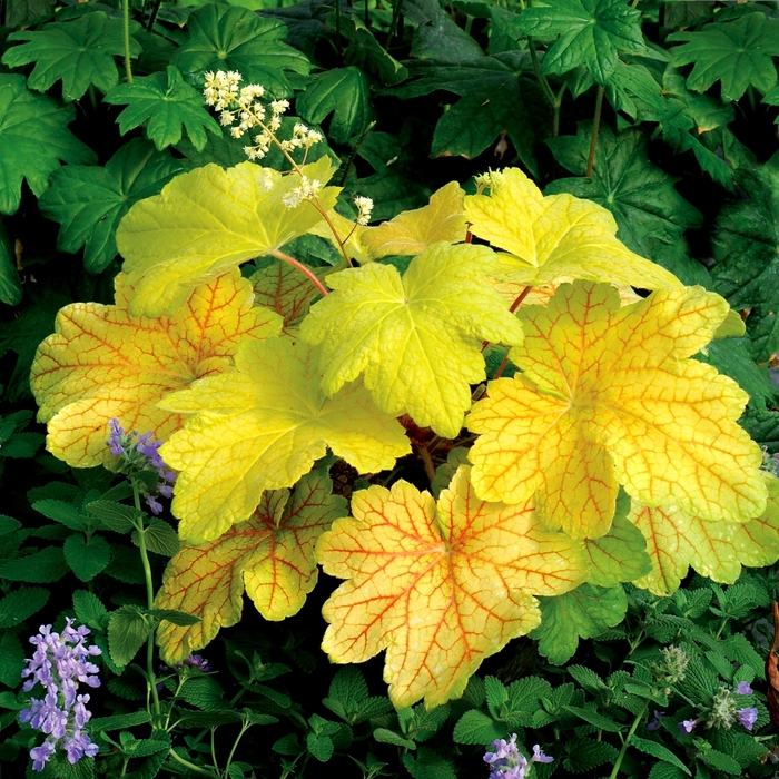 Coral Bells - Heuchera 'Electric Lime' from E.C. Brown's Nursery