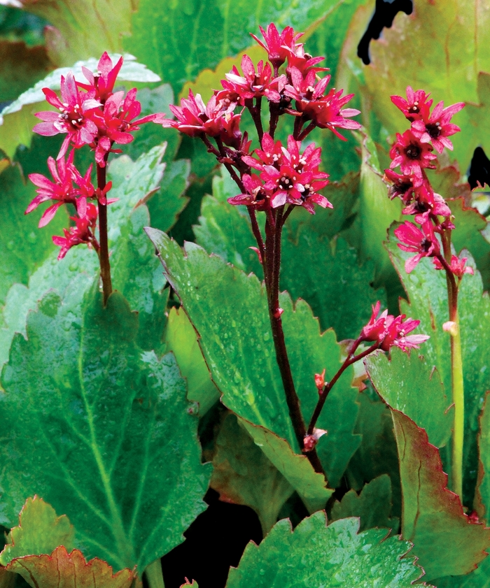 Mukgenia - Mukgenia 'Nova Flame' from E.C. Brown's Nursery Mukgenia - Mukgenia 'Nova Flame' from E.C. Brown's Nursery