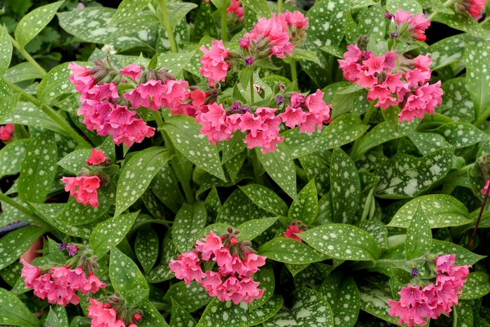 'Shrimps on the Barbie' Lungwort - Pulmonaria 'Shrimps on the Barbie' from E.C. Brown's Nursery