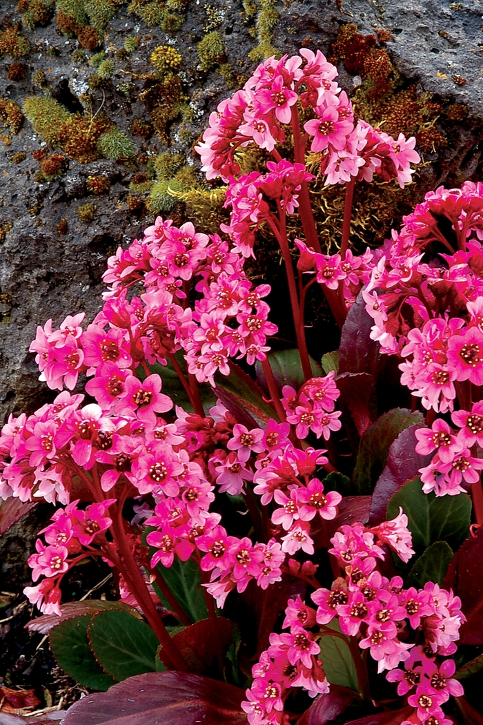 Heartleaf Bergenia - Bergenia 'Pink Dragonfly' from E.C. Brown's Nursery Heartleaf Bergenia - Bergenia 'Pink Dragonfly' from E.C. Brown's Nursery