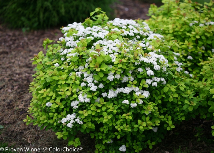 Glow Girl® - Spiraea betulifolia from E.C. Brown's Nursery