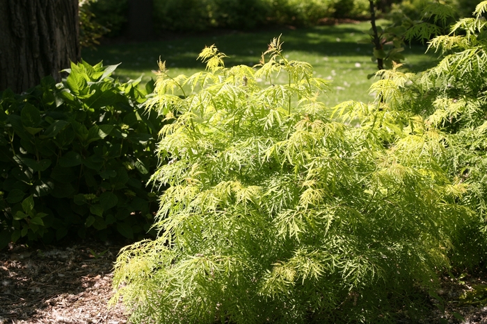 Elderberry - Sambucus racemosa 'Lemony Lace' from E.C. Brown's Nursery Elderberry - Sambucus racemosa 'Lemony Lace' from E.C. Brown's Nursery