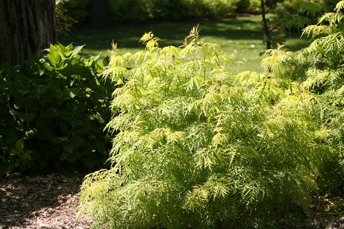 Elderberry - Sambucus racemosa 'Lemony Lace' from E.C. Brown's Nursery