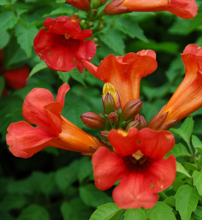 Indian Summer Trumper Vine - Campsis x tagliabuana from E.C. Brown's Nursery