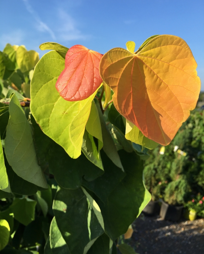 Redbud - Cercis canadensis 'The Rising Sun' from E.C. Brown's Nursery Redbud - Cercis canadensis 'The Rising Sun' from E.C. Brown's Nursery