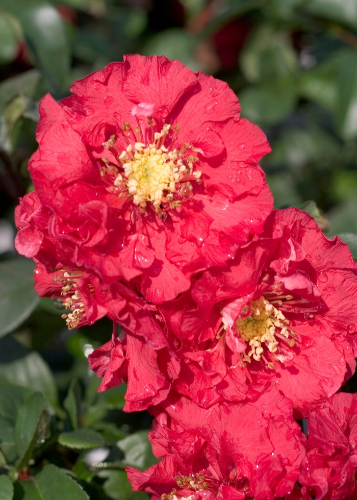 Double Take Pink™ - Chaenomeles speciosa Flowering Quince from E.C. Brown's Nursery