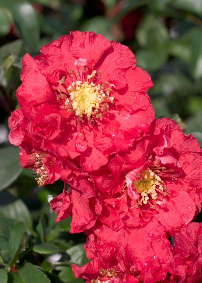 Double Take Pink™ - Chaenomeles speciosa Flowering Quince from E.C. Brown's Nursery Double Take Pink™ - Chaenomeles speciosa Flowering Quince from E.C. Brown's Nursery