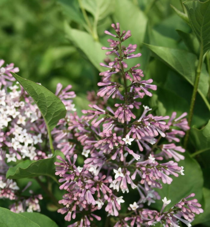 Miss Kim Lilac - Syringa patula 'Miss Kim ' from E.C. Brown's Nursery Miss Kim Lilac - Syringa patula 'Miss Kim ' from E.C. Brown's Nursery