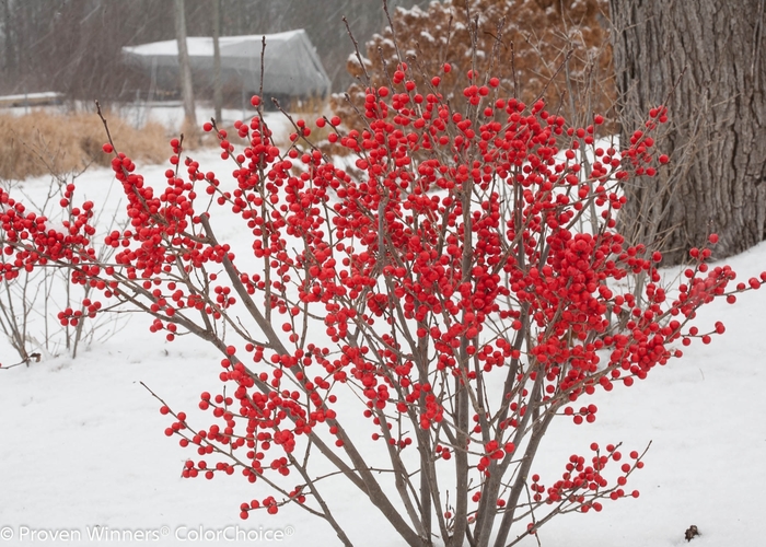Berry Poppins® Winterberry - Ilex verticillata 'FARROWBPOP' PP25835, Can 5286 from E.C. Brown's Nursery Berry Poppins® Winterberry - Ilex verticillata 'FARROWBPOP' PP25835, Can 5286 from E.C. Brown's Nursery
