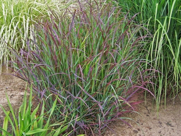 'Cheyenne Sky' - Panicum virgatum from E.C. Brown's Nursery