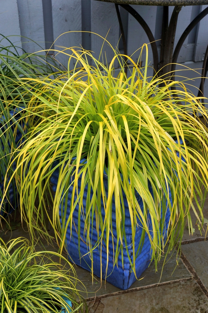 EverColor® 'Everillo' - Carex oshimensis from E.C. Brown's Nursery EverColor® 'Everillo' - Carex oshimensis from E.C. Brown's Nursery