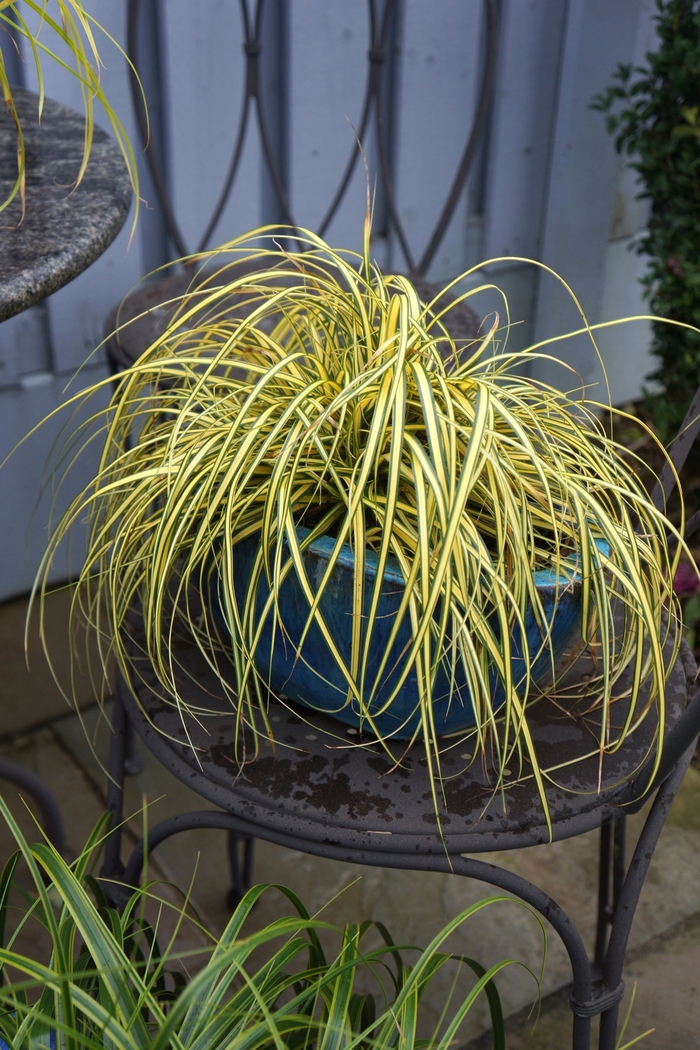 Evercolor® 'Everoro' - Carex oshimensis from E.C. Brown's Nursery