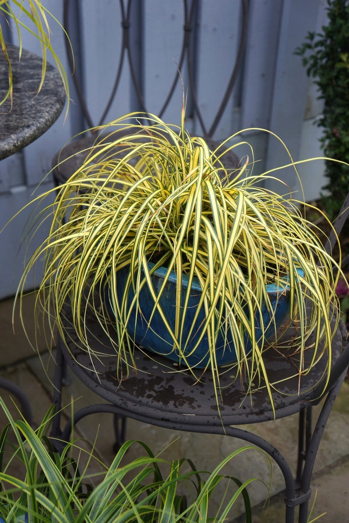 Evercolor® 'Everoro' - Carex oshimensis from E.C. Brown's Nursery Evercolor® 'Everoro' - Carex oshimensis from E.C. Brown's Nursery