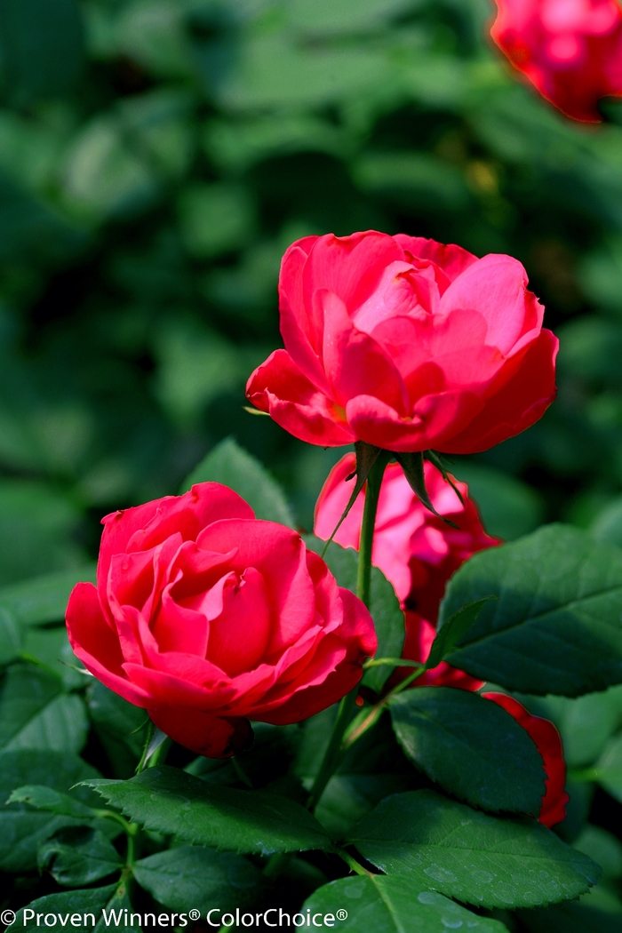 Oso Easy Double Red® Landscape Rose - Rosa 'Meipeporia' PP26298 (Landscape Rose) from E.C. Brown's Nursery Oso Easy Double Red® Landscape Rose - Rosa 'Meipeporia' PP26298 (Landscape Rose) from E.C. Brown's Nursery