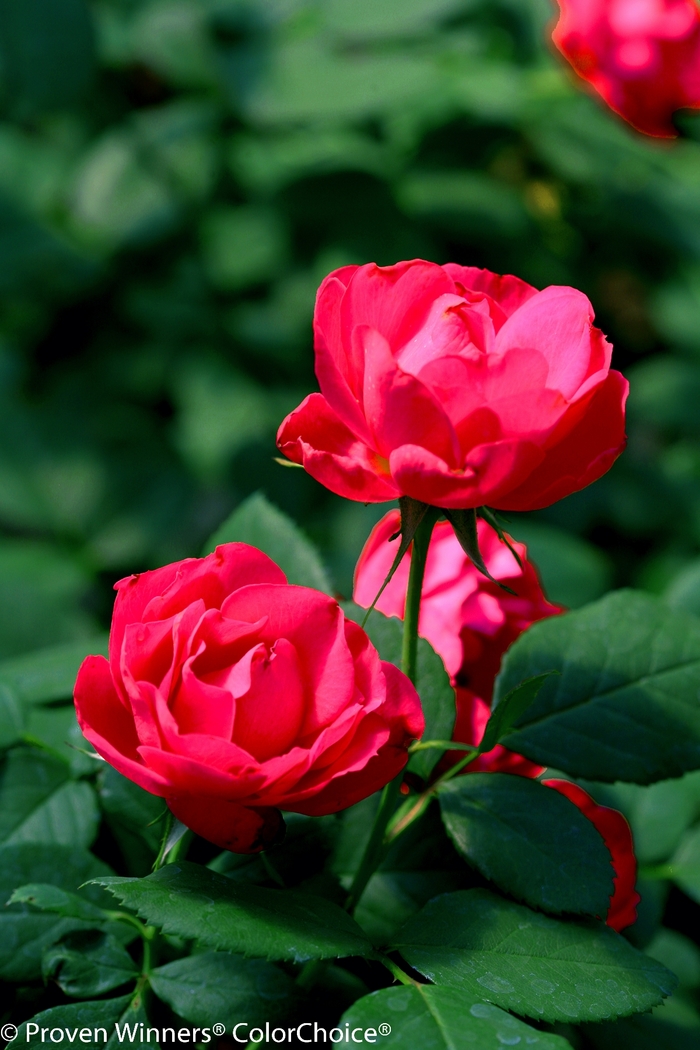 Oso Easy Double Red® Landscape Rose - Rosa 'Meipeporia' PP26298 (Landscape Rose) from E.C. Brown's Nursery