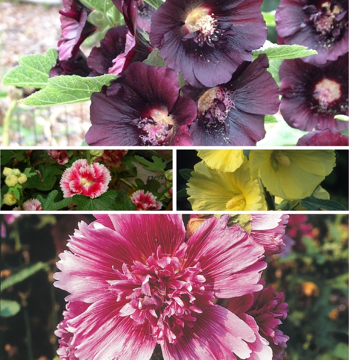 'Multiple Varieties' Hollyhock - Alcea from E.C. Brown's Nursery 'Multiple Varieties' Hollyhock - Alcea from E.C. Brown's Nursery