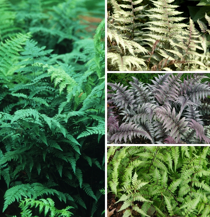 Wood Fern - Athyrium Multiple Varieties from E.C. Brown's Nursery