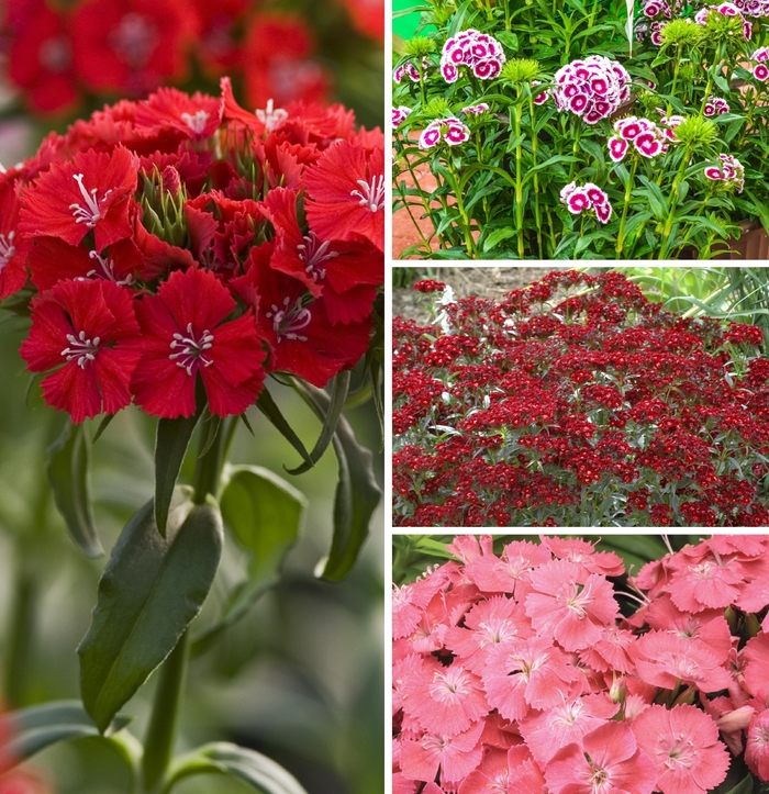 'Multiple Varieties' Sweet William - Dianthus barbatus from E.C. Brown's Nursery