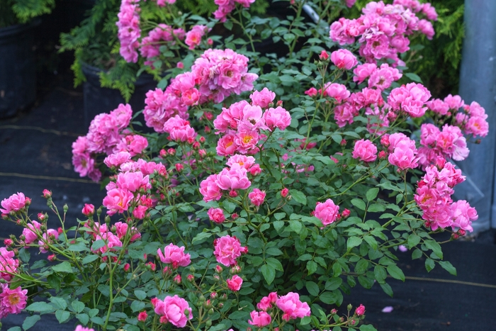 Oso Easy® Double Pink - Rosa x from E.C. Brown's Nursery Oso Easy® Double Pink - Rosa x from E.C. Brown's Nursery
