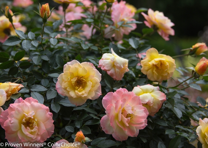 Oso Easy Italian Ice® - Rosa x 'CHEWNICEBELL' PP26532 from E.C. Brown's Nursery