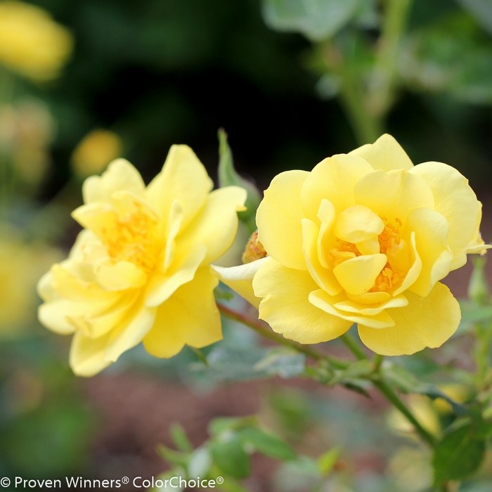 Oso Easy Lemon Zest® Landscape Rose - Rosa 'Chewhocan' PP26914, Can 5130 (Landscape Rose) from E.C. Brown's Nursery Oso Easy Lemon Zest® Landscape Rose - Rosa 'Chewhocan' PP26914, Can 5130 (Landscape Rose) from E.C. Brown's Nursery
