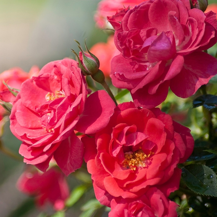 Oso Easy® Mango Salsa - Rosa x 'ChewperAdventure' from E.C. Brown's Nursery Oso Easy® Mango Salsa - Rosa x 'ChewperAdventure' from E.C. Brown's Nursery