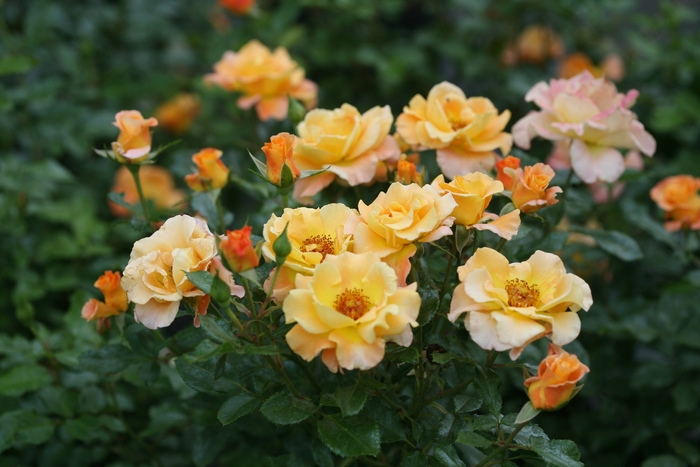 Sunorita® Rose - Rosa 'Chewgewest' PP31005, CPBRAF from E.C. Brown's Nursery