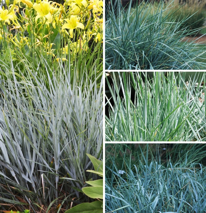 Blue Lyme Grass - Leymus Multiple Varieties from E.C. Brown's Nursery