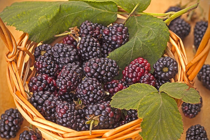 'Triple Crown' Blackberry - Rubus from E.C. Brown's Nursery 'Triple Crown' Blackberry - Rubus from E.C. Brown's Nursery