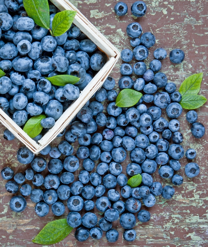 Duke Blueberry - Blueberry 'Duke' from E.C. Brown's Nursery