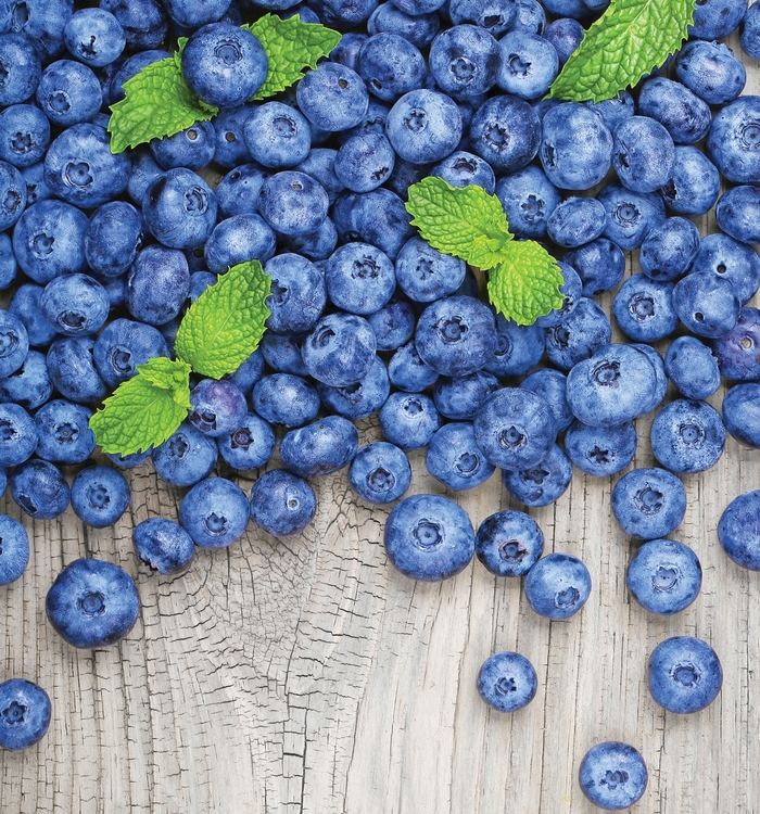 Jersey Blueberry - Blueberry 'Jersey' from E.C. Brown's Nursery
