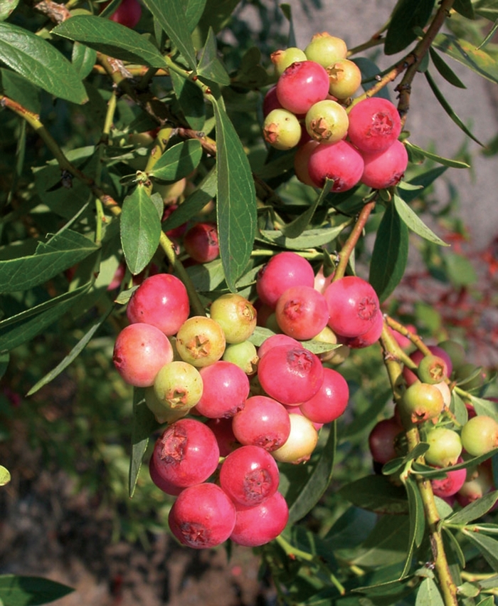 Pink Lemonade Blueberry - Vaccinium angustifolium 'Pink Lemonade' from E.C. Brown's Nursery