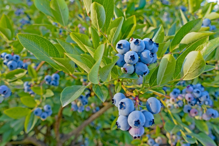 'Top Hat' Dwarf Blueberry - Vaccinium ang. Top Hat' from E.C. Brown's Nursery 'Top Hat' Dwarf Blueberry - Vaccinium ang. Top Hat' from E.C. Brown's Nursery