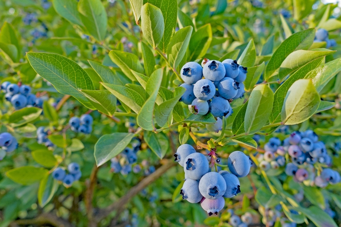 'Top Hat' Dwarf Blueberry - Vaccinium ang. Top Hat' from E.C. Brown's Nursery