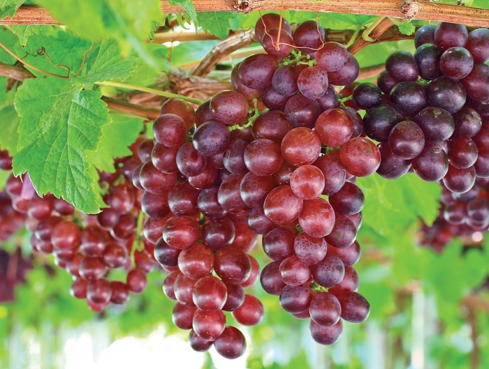 Catawba Grape - Vitis vinifera 'Catawba' from E.C. Brown's Nursery